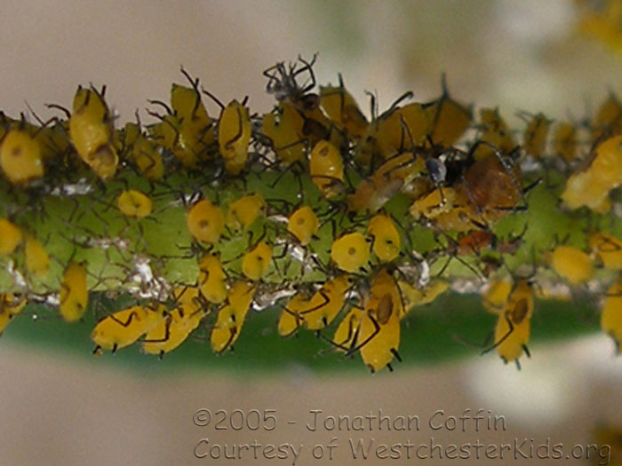 P7070001CU