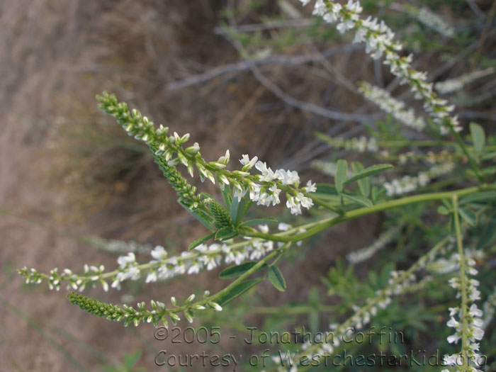 P7070011