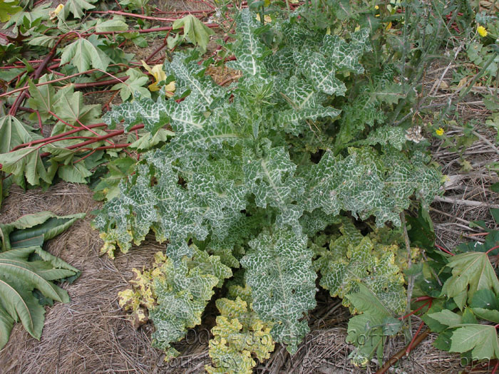 P7100021