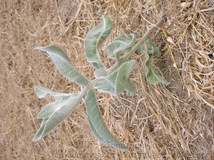 P7120041