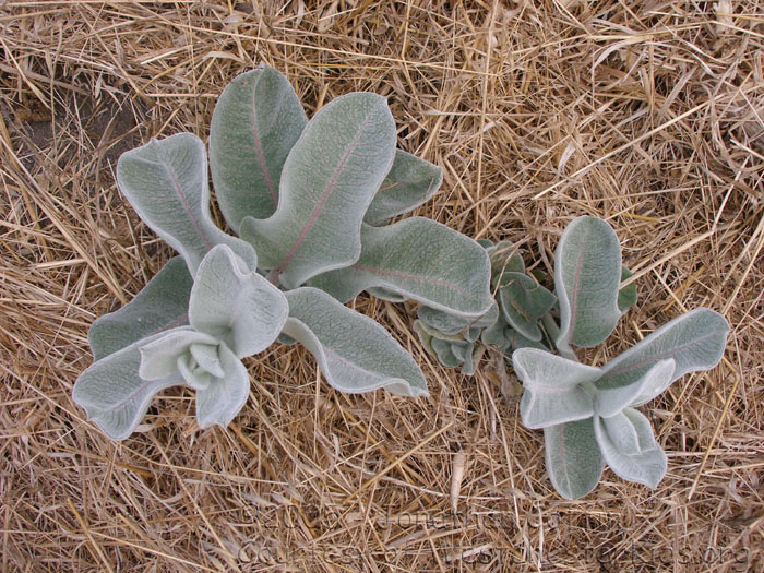 P7120044
