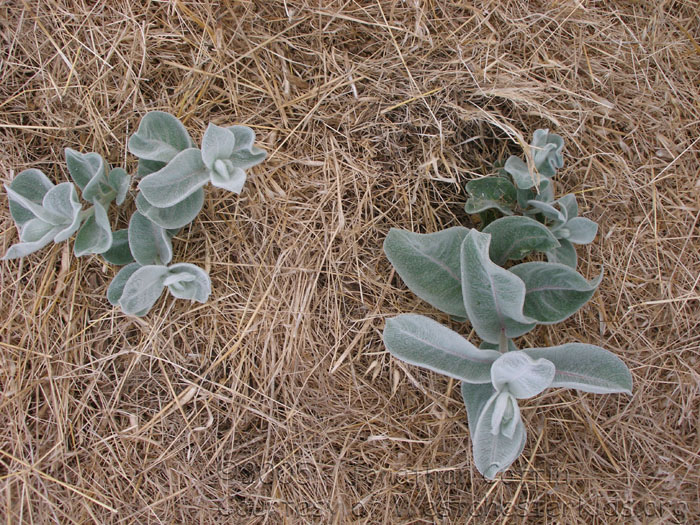 P7120045