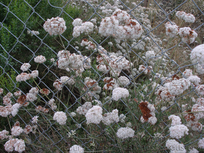 P7120047