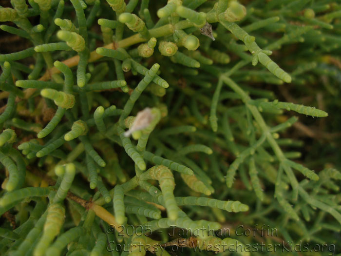 P7170089