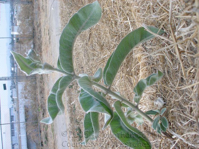 P7200133