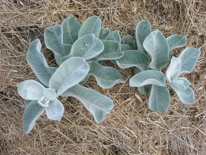 P7200138