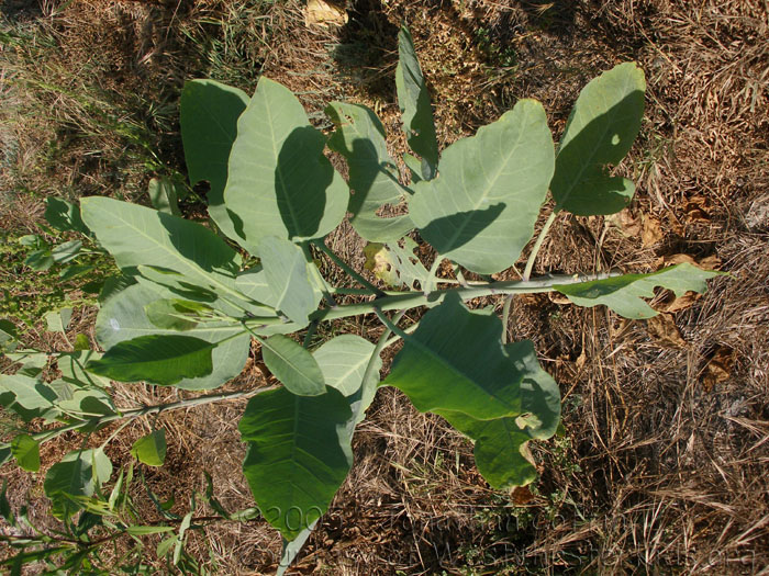 P7310196