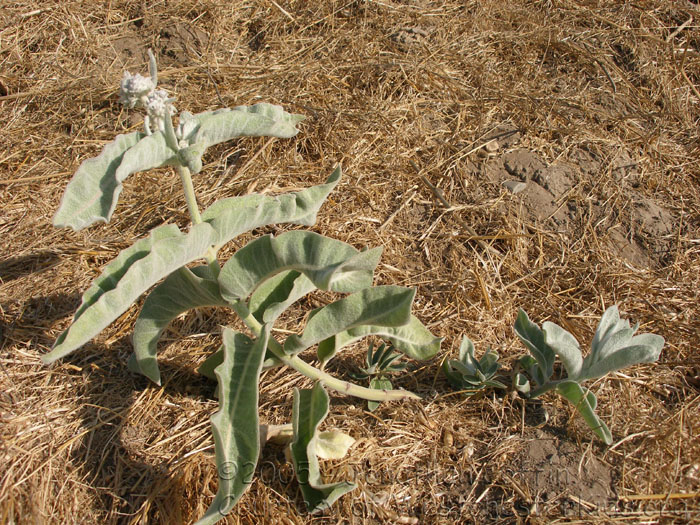 P7310203