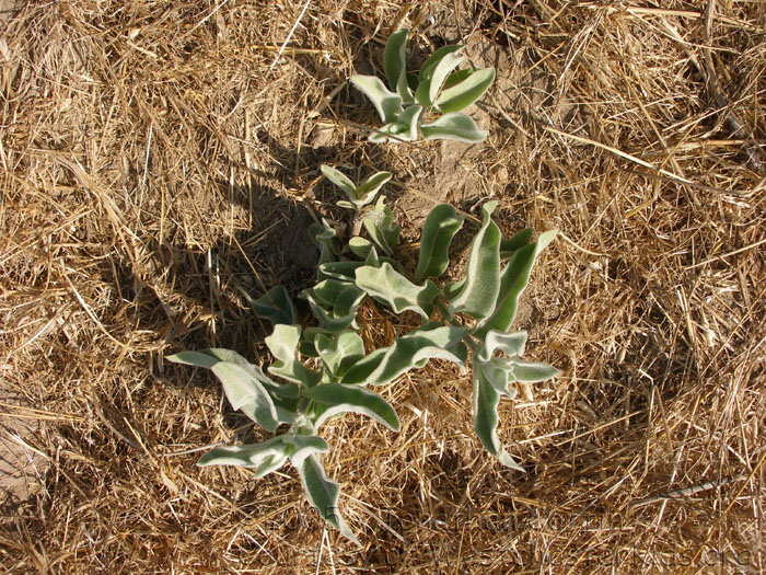P7310204