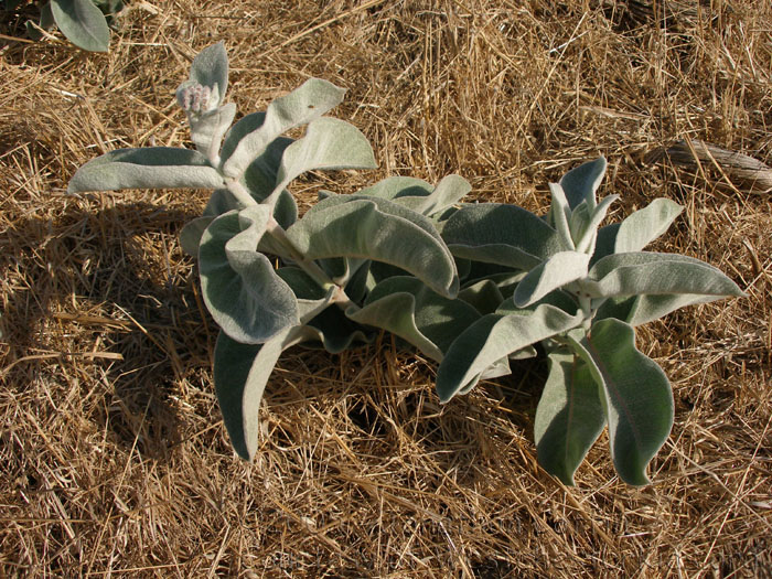 P7310205