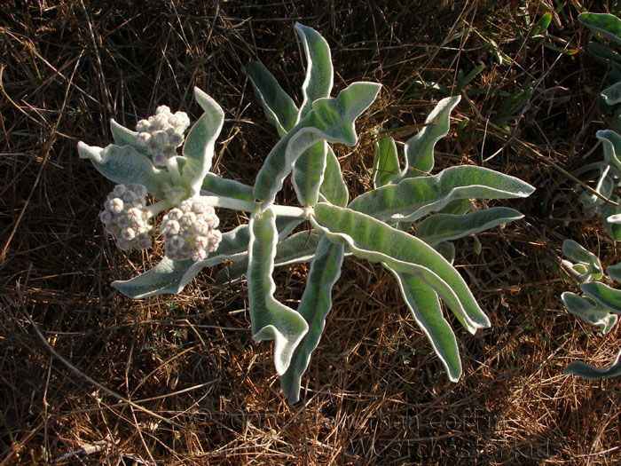 P7310209