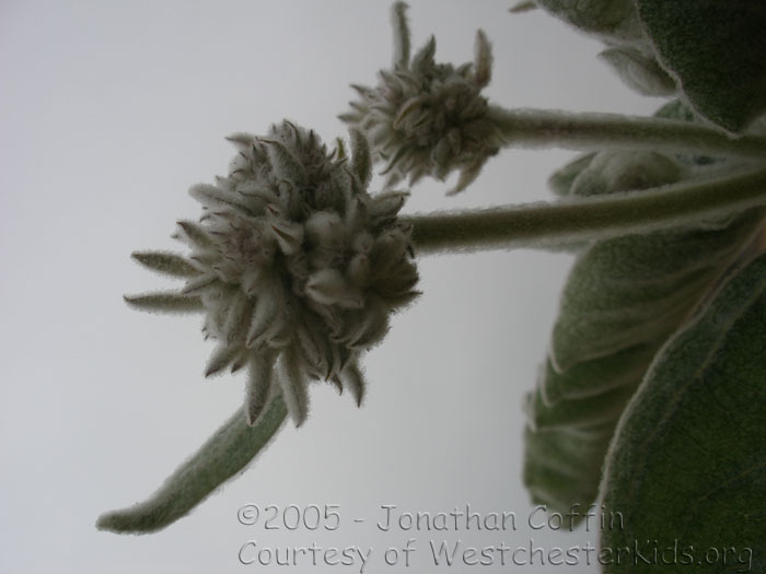 P8020231