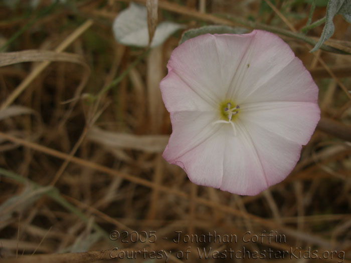 P8040268