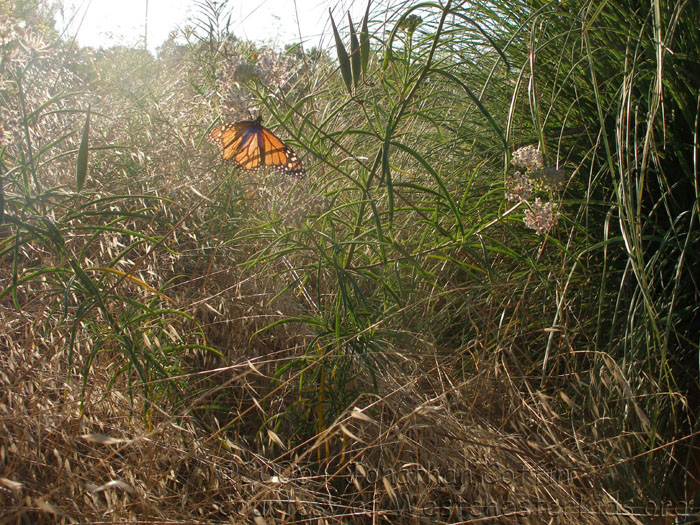 P8250085