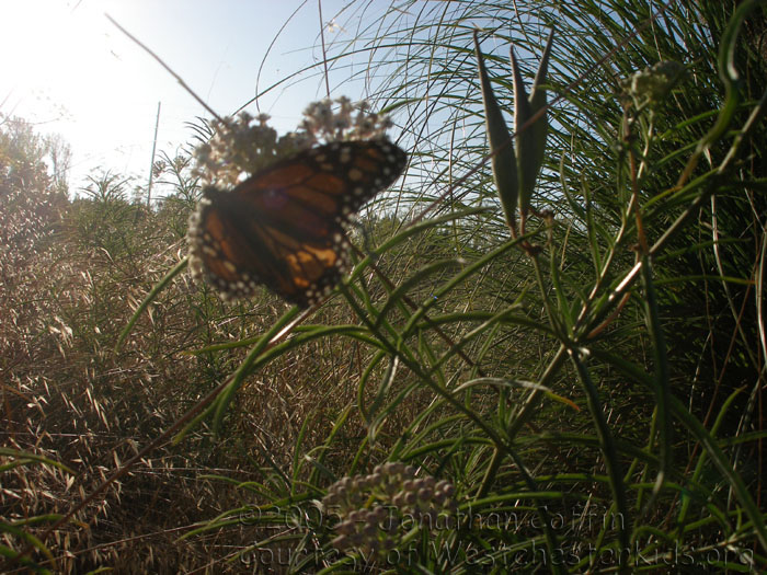 P8250086