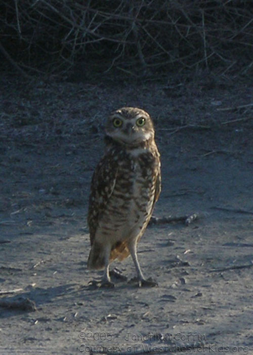 burrowing_owl