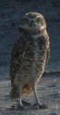 burrowing_owl