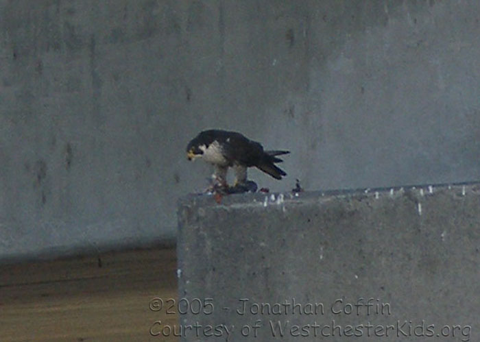 peregrine