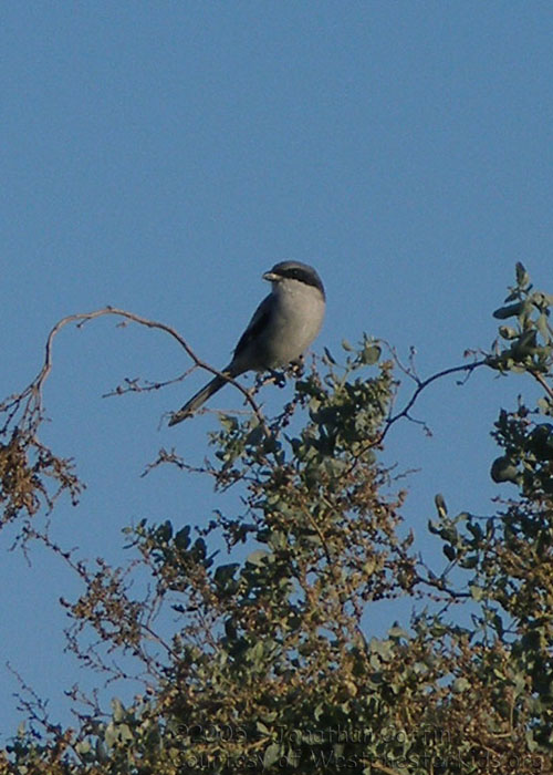 shrike