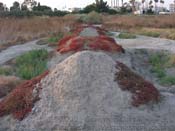 P7190126