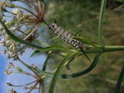 P7240164
