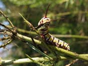 P7300182