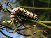P7300186